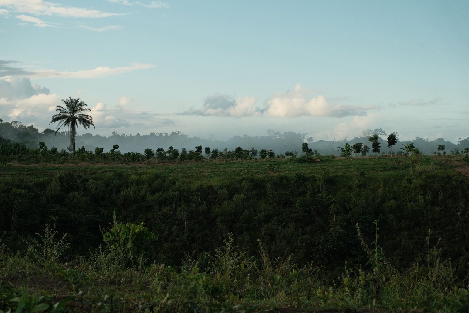 Restored landscape