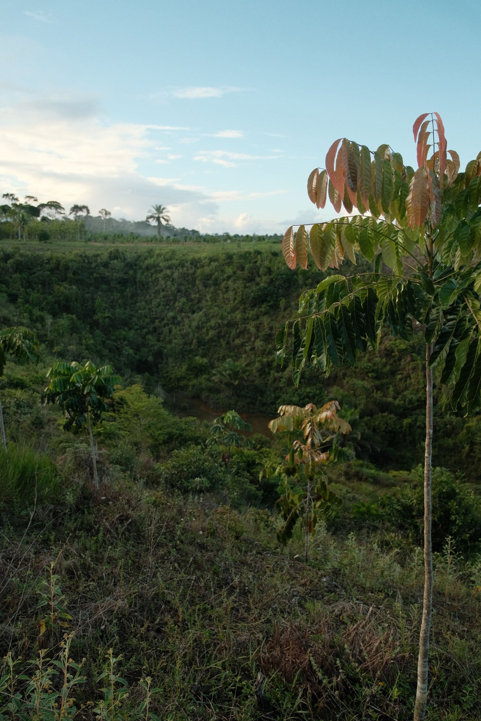 Samauma
