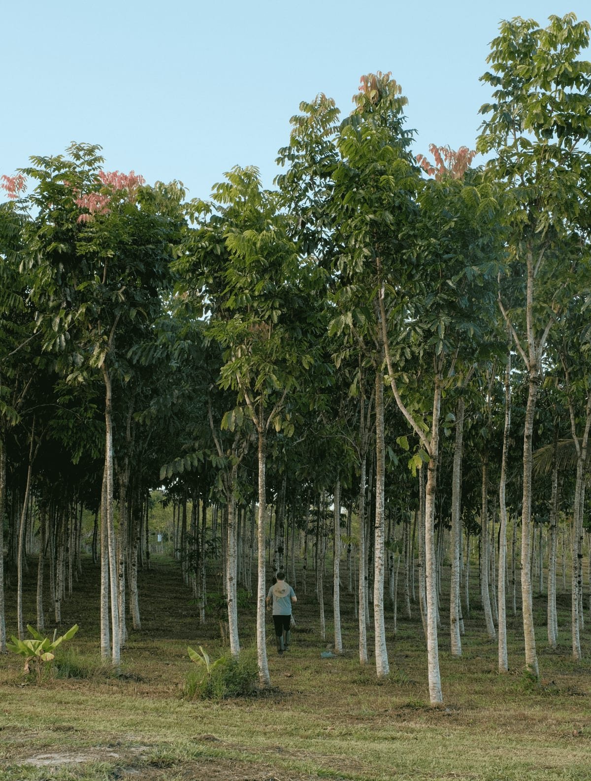 Walking through rows of young reforestation trees