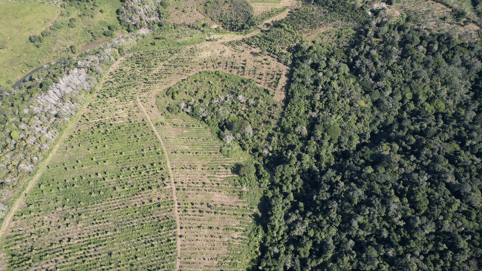 Afforestation, reforestation & revegetation