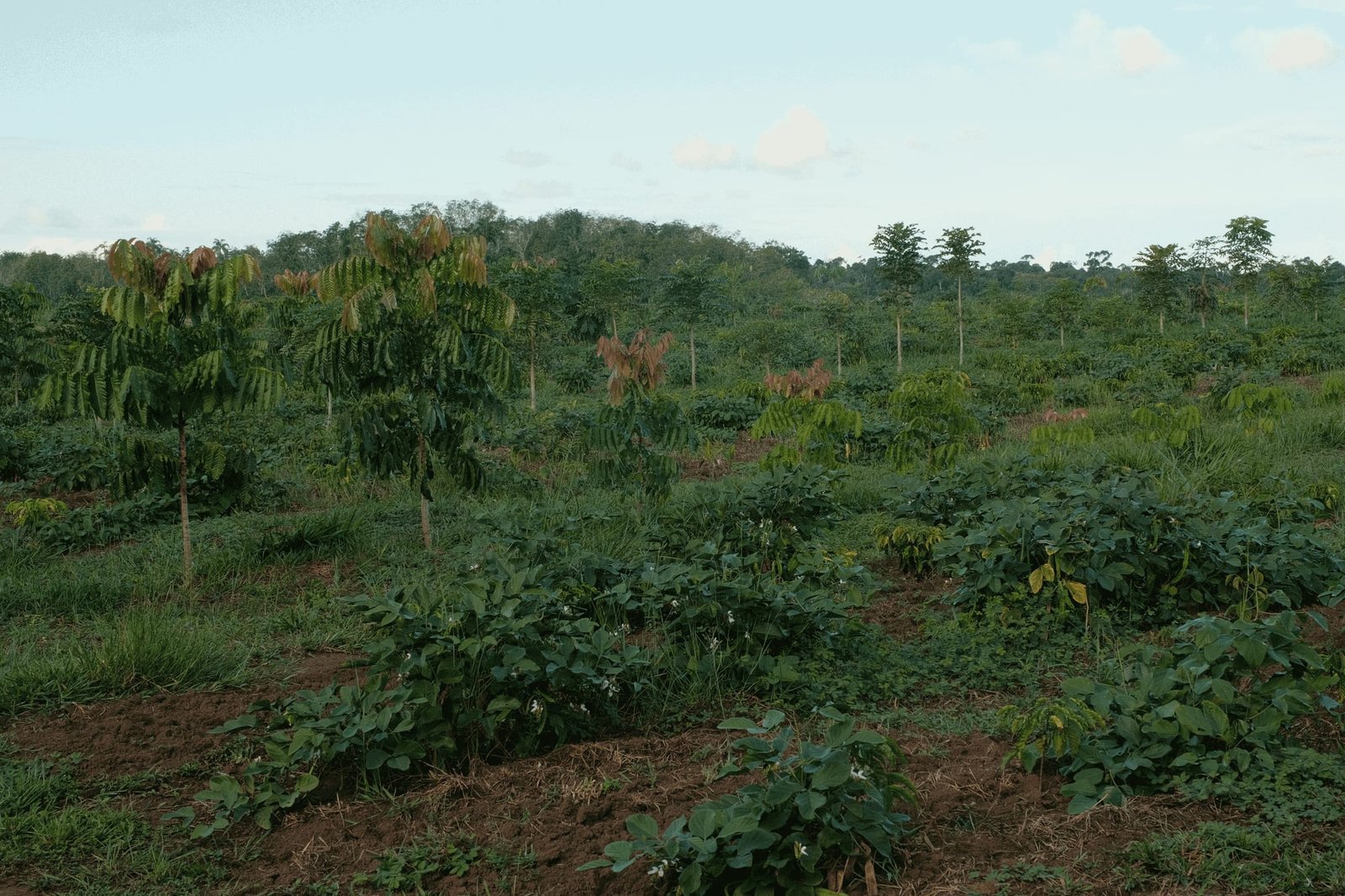 Restored forest landscape