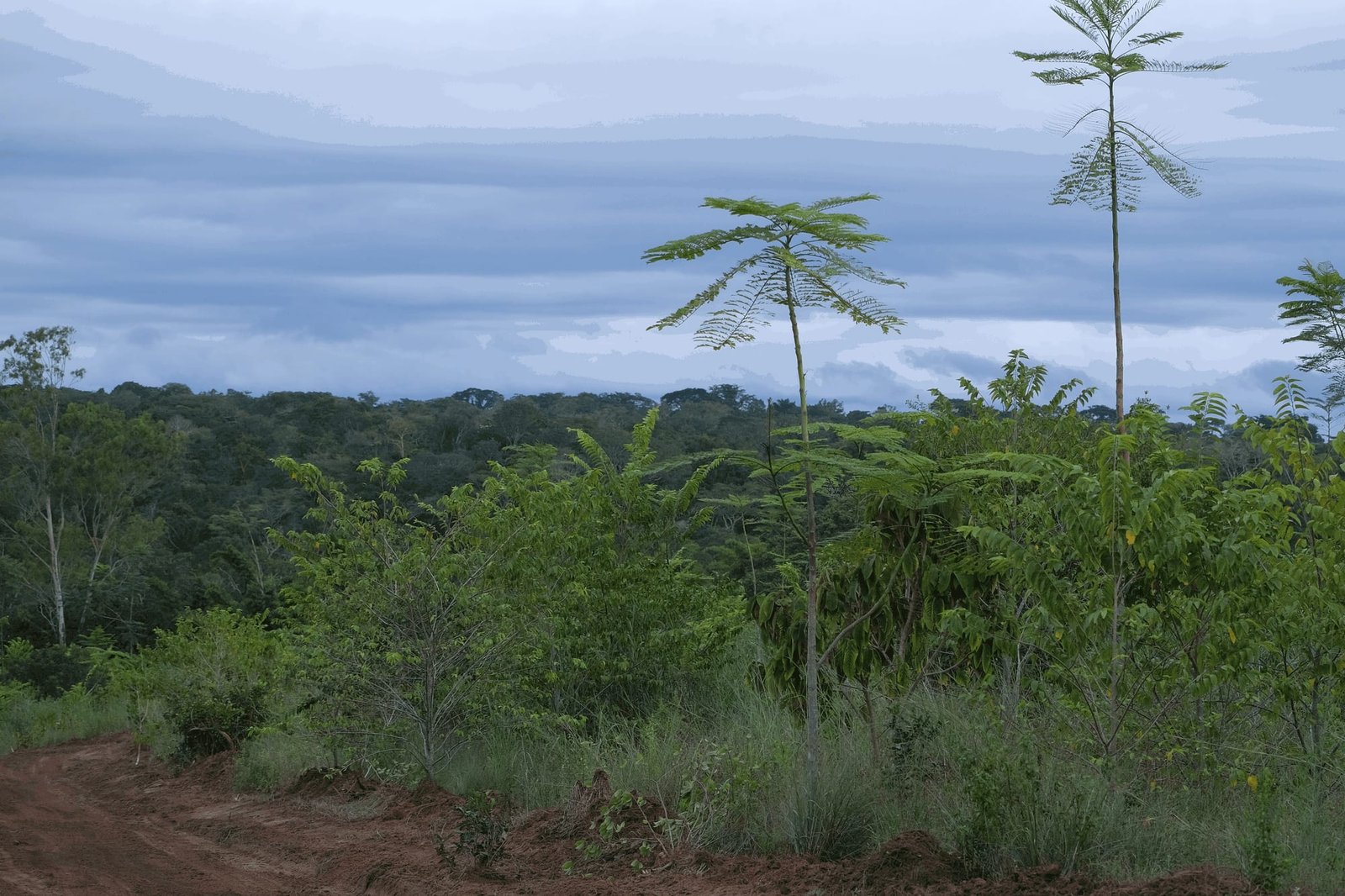 Young reforestation trees at the forest edge