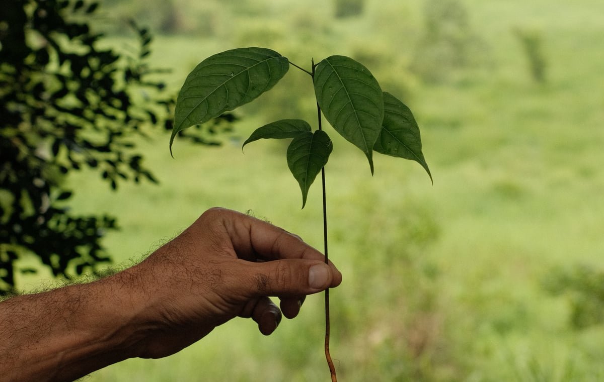 Emission removals for corporate buyers and investment in land and biochar
