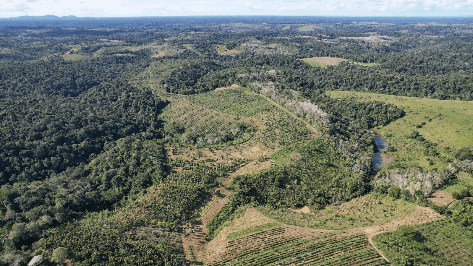 Aerial view of a reforestation landscape