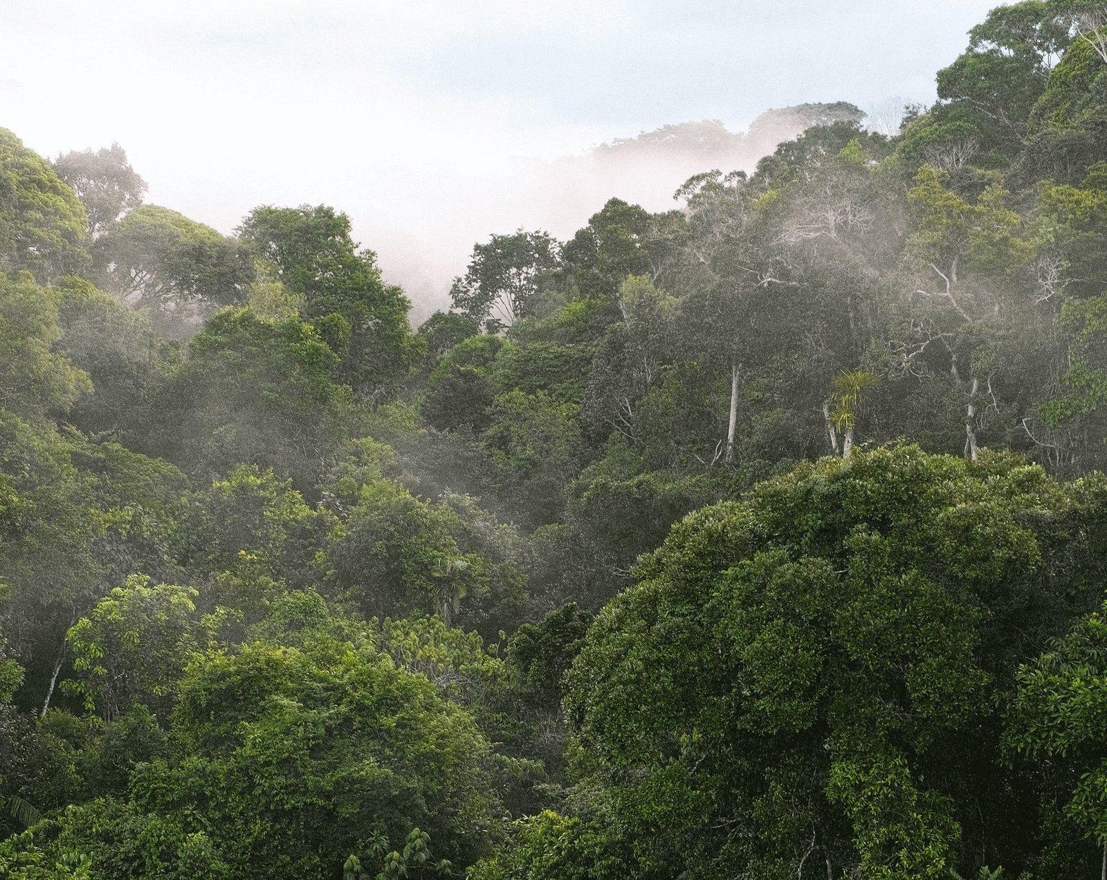Reducing emissions from deforestation and forest degradation