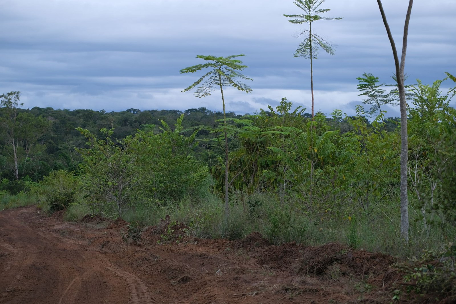 Trees for Farmers
